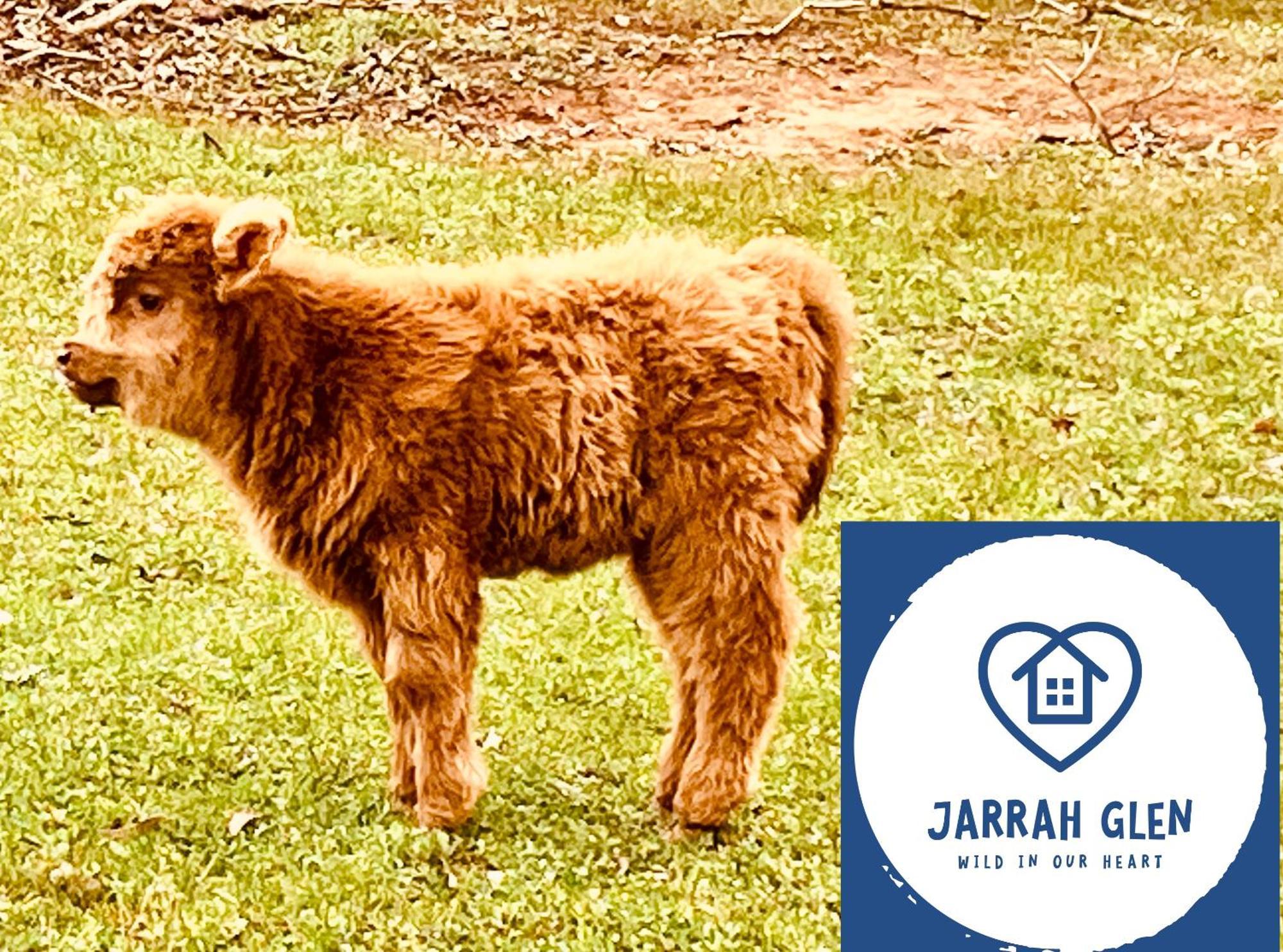 Jarrah Glen Cabins Nannup Exteriör bild